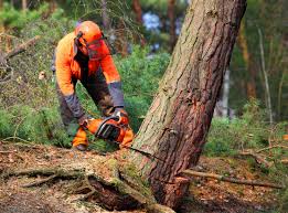 Best Root Management and Removal  in Altavista, VA